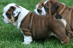 Jagster's Bulldogs