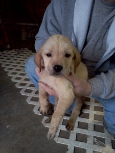 Brandi's Golden Labrador's