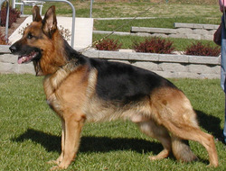 Lauterbach German Shepherds