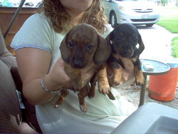 Deb's heavenly dachshunds