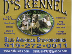 dsblue amstaff  kennel