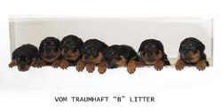 Vom Traumhaft Rottweilers