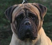 Optimum Bullmastiff