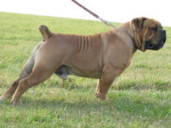 Starline Ranch Olde Bulldogges