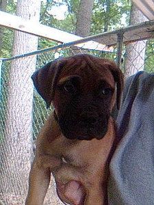 wallace dog carolina south breeders bullmastiff