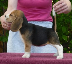 Main Beagles Reg'd