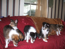 Erica's Shelties 