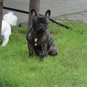 li frenchies