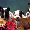 PUPPY LOVE KENNELS