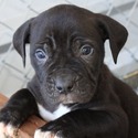 Ambullneo Mastiff Inc.