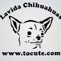 Lavida Chihuahua's/Tocute Toy Fox 