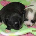 Lavida Chihuahua's/Tocute Toy Fox 