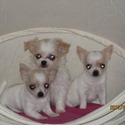 Lavida Chihuahua's/Tocute Toy Fox 