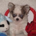 Lavida Chihuahua's/Tocute Toy Fox 