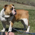 Greenly's Olde English Bulldogges