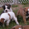 Greenly's Olde English Bulldogges
