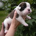 Greenly's Olde English Bulldogges