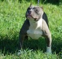 OUTKROSSKENNELS/BRICKYARDKENNELS