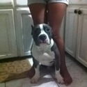 OUTKROSSKENNELS/BRICKYARDKENNELS