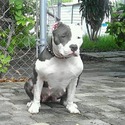 OUTKROSSKENNELS/BRICKYARDKENNELS
