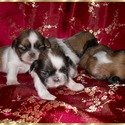 Credo of Hungary shih-tzu kennel