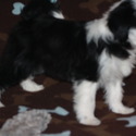 Speciality Tibetan Terriers