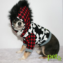 Petit Chihuahuas