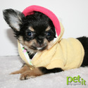 Petit Chihuahuas