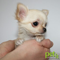 Petit Chihuahuas