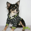 Petit Chihuahuas