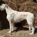 Caer Dallben irish wolfhound
