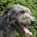 Caer Dallben irish wolfhound
