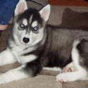 Puppy Lov Kennels
