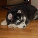 Puppy Lov Kennels