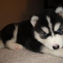 Puppy Lov Kennels