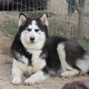 Puppy Lov Kennels