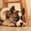 Puppy Lov Kennels