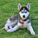 Puppy Lov Kennels