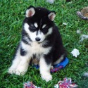 Puppy Lov Kennels