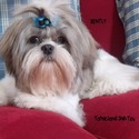 Tatnicland Shih tzu