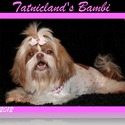 Tatnicland Shih tzu