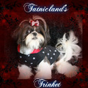 Tatnicland Shih tzu
