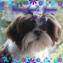 Tatnicland Shih tzu