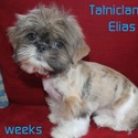 Tatnicland Shih tzu