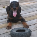 Doberman Von Ryans Luxus