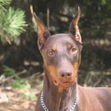 Doberman Von Ryans Luxus