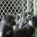 Pups In Blue