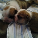 Cute and Cuddly bulldogs
