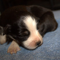 SugarPaws Toy and Mini Aussie and Eskies