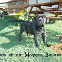 Shadow of the Monster Cane Corso kennel